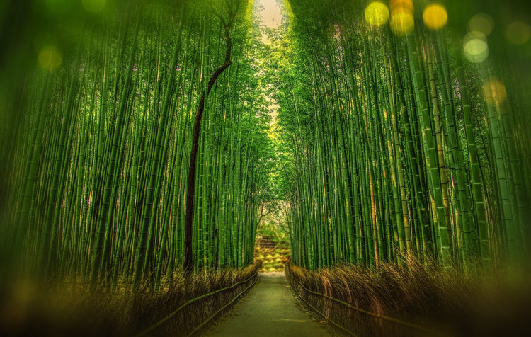 Bamboo & Wood