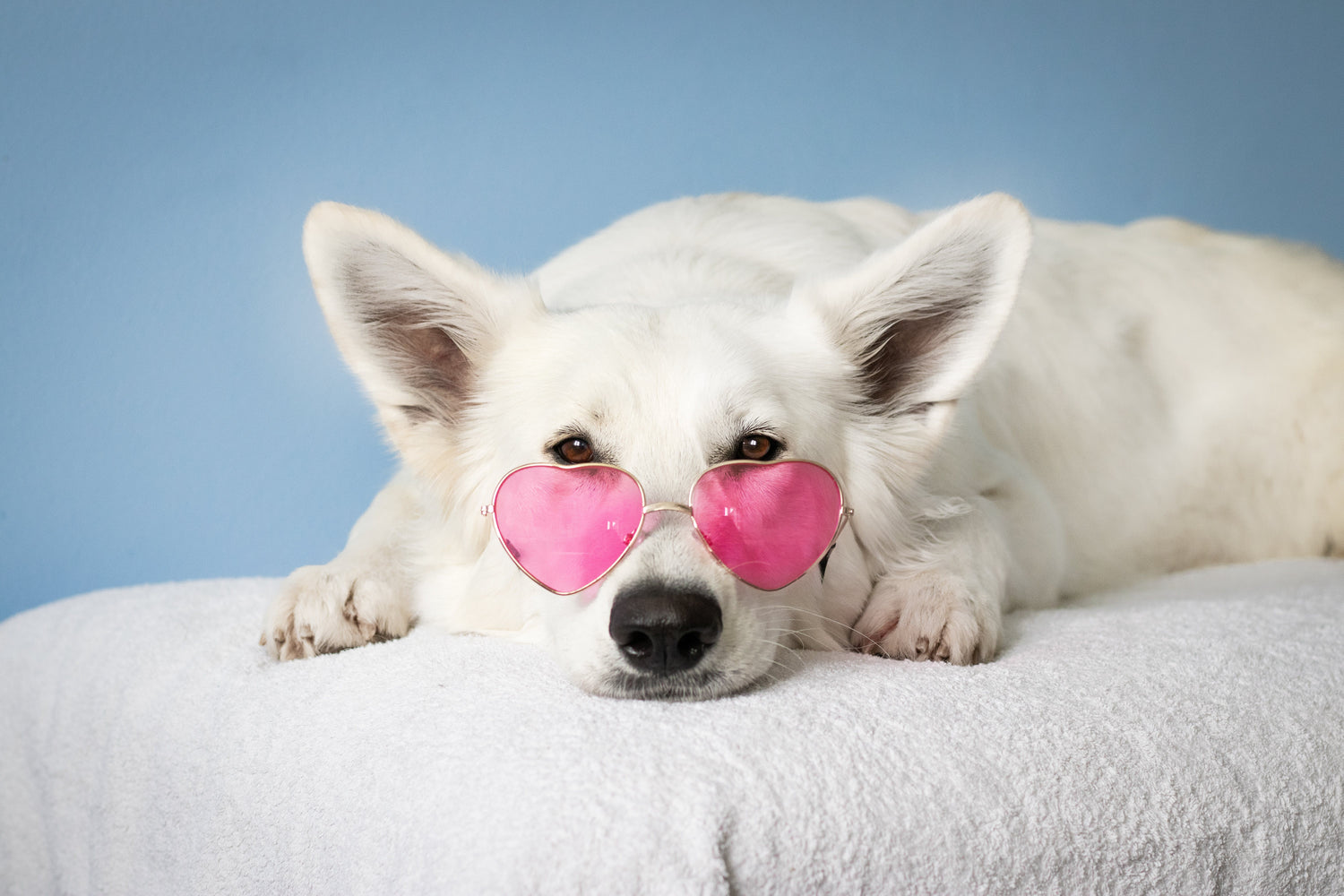 For Pets